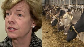 Sen. Baldwin says 1st priority will be helping 'too many dairy farmers at risk of losing their farms'