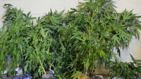 Marijuana growing operation discovered in Racine County