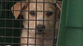 PICTURES: Humane Society takes in 22 dogs from Oklahoma