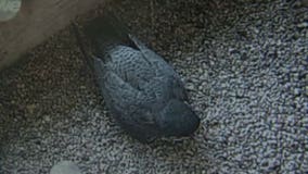 WEB CAM: Peregrine falcon nesting at We Energies power plant