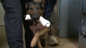 "He's going to have a lot of success stories:" K9 Officer Askan to join New Berlin PD