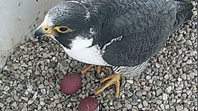 Second peregrine falcon egg laid at We Energies Valley Power Plant as nesting season gets underway