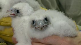 'They were screeching:' Students learn as endangered peregrine falcons are banded