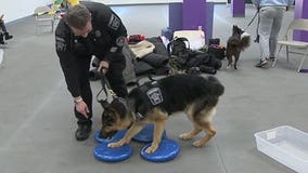 New Berlin business provides free training to Sheriff K-9's