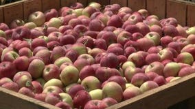 Apple crop much improved this year, after last summer's drought