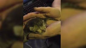 Too cute: Brown Deer police rescue adorable little kitten