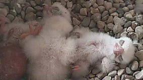 We Energies announces hatching of three peregrine falcons