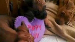 Pup burned by bleach to make appearance in Fond du Lac