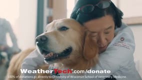 'Scout's illness devastated us:' Dog treated for cancer by UW vets featured in Super Bowl ad