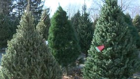 Fire officials urge proper care of real Christmas trees to avoid tragedy