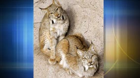 Bam Bam and Barney, Canada lynx, settle into new home at Racine Zoo