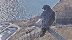 They’re back! Peregrine falcons return to nest boxes at We Energies power plants