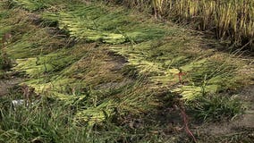 Marquette professor leads history-making harvest: "There could be a bright future for rice farming"