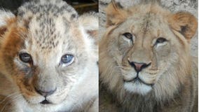 "We will undoubtedly miss him:" Hodari, African lion born at Racine County Zoo moving to Indiana