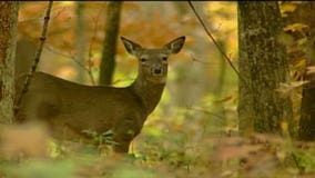 Gov. Scott Walker wants better fencing, deer movement bans to fight CWD