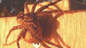 Eek! Huge spiders are creeping up in Wisconsin