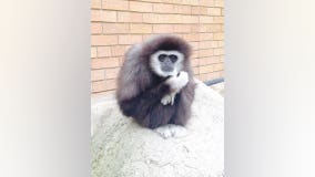 “We are very proud:" Racine Zoo’s white-handed gibbon reaches important milestone