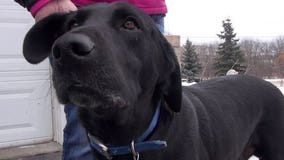 "He pointed me in the right direction:" Dog leads officer to his owner, slumped over in chair