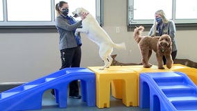 Staff at doggy day care say 'Thank you' to 1st responders with offer: 'We want to be here to help them'