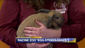 The Easter Bunny visits the Racine Zoo for their EggStravaganza event