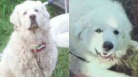 "That was my baby:" Family distraught after Great Pyrenees, Winter, shot & killed by MPD on 4th of July