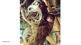 Racine Zoo officials share NEW photo of baby emperor tamarin; mustache starting to fill in!