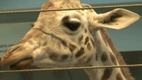 Zookeepers work to protect Milw. Co. Zoo animals from bitter cold