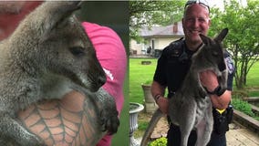 'Forgot to latch the latch:' FOX6 meets Hoppy, the wallaby who went for a walk in Franklin