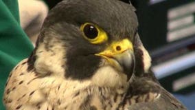 Reward swells to $10,000 for info in peregrine falcon shooting