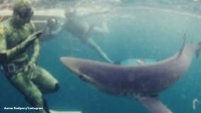 'This is me. This is a shark:' Aaron Rodgers posts picture of him swimming with the sharks 🦈