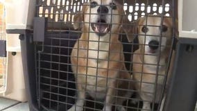 Approximately 100 shelter animals from North Carolina, South Carolina arrive in Waukesha