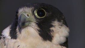 "It's fascinating:" We Energies launches annual peregrine falcon webcam