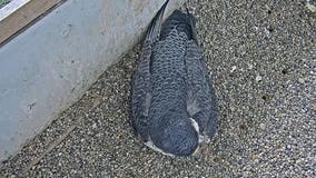 We Energies: Peregrine falcons lay 6 eggs at 4 nest sites in SE Wisconsin