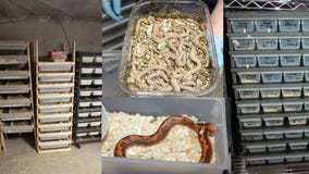 160 snakes, 250+ mice, small reptiles removed from home in West Bend