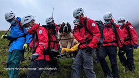 'Massive' St. Bernard rescued from England's highest mountain