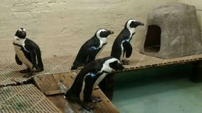 "It’s excellent socialization:" Racine Zoo welcomes four African penguins to exhibit