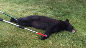 "Sitting on the rooftop:" Black bear captured in Sheboygan; turned over to DNR for release