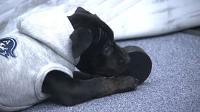 Milwaukee Admirals welcome rink pup Bender