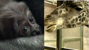 As Racine Zoo waves goodbye to giraffe, moving to breed, Milwaukee Co. Zoo welcomes baby gorilla