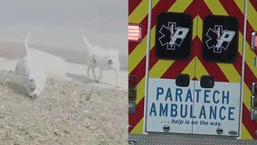 'They just went crazy:' Woman injured in dog attack on Milwaukee's north side, neighbors rattled