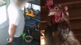 'Heartbroken:' Family says chickens drenched in diesel fuel while they said goodbye to grandmother