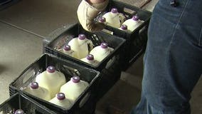 Golden Guernsey milk going to Hunger Task Force