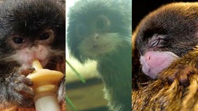 'A little bittersweet:' Racine Zoo's newborn tamarin Bella thrives after mother died