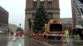 City of Milwaukee Christmas Tree harvested: "Let’s bring this ceremony back to City Hall"