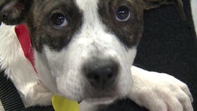 Lights, camera...dogs! Furry family members, adoptable pups featured in Admirals calendar 🐶 🐾 🏒