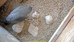 We Energies welcomes 2 newborn peregrine falcons to Oak Creek plant; 3rd expected soon