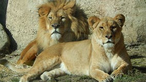 Lion cubs on the way! Racine Zoo expecting a very special delivery...any day now!