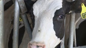 Act of trade war? Wisconsin dairy farms stressed over actions of Canadian government