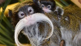 Racine Zoo welcomes baby emperor tamarin