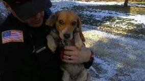 Washington County sheriff's deputy helps lost and "sneaky" beagle find owner